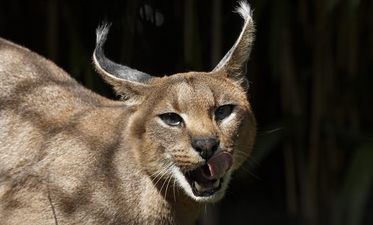 What Do Caracals Eat