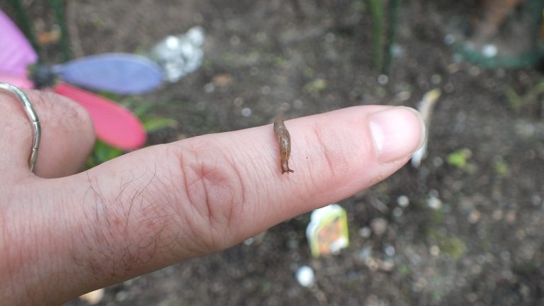 What Do Baby Slugs Look Like