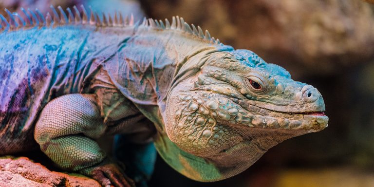 What Do Blue Iguanas Eat