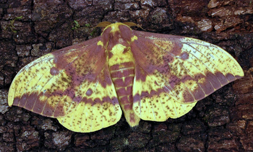What Do Imperial Moths Eat