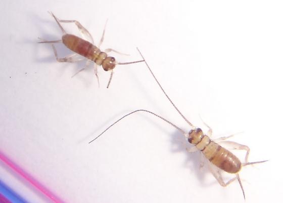 What Do Baby Crickets Look Like