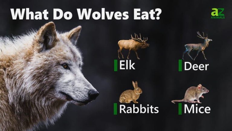 What Do Grey Wolves Eat