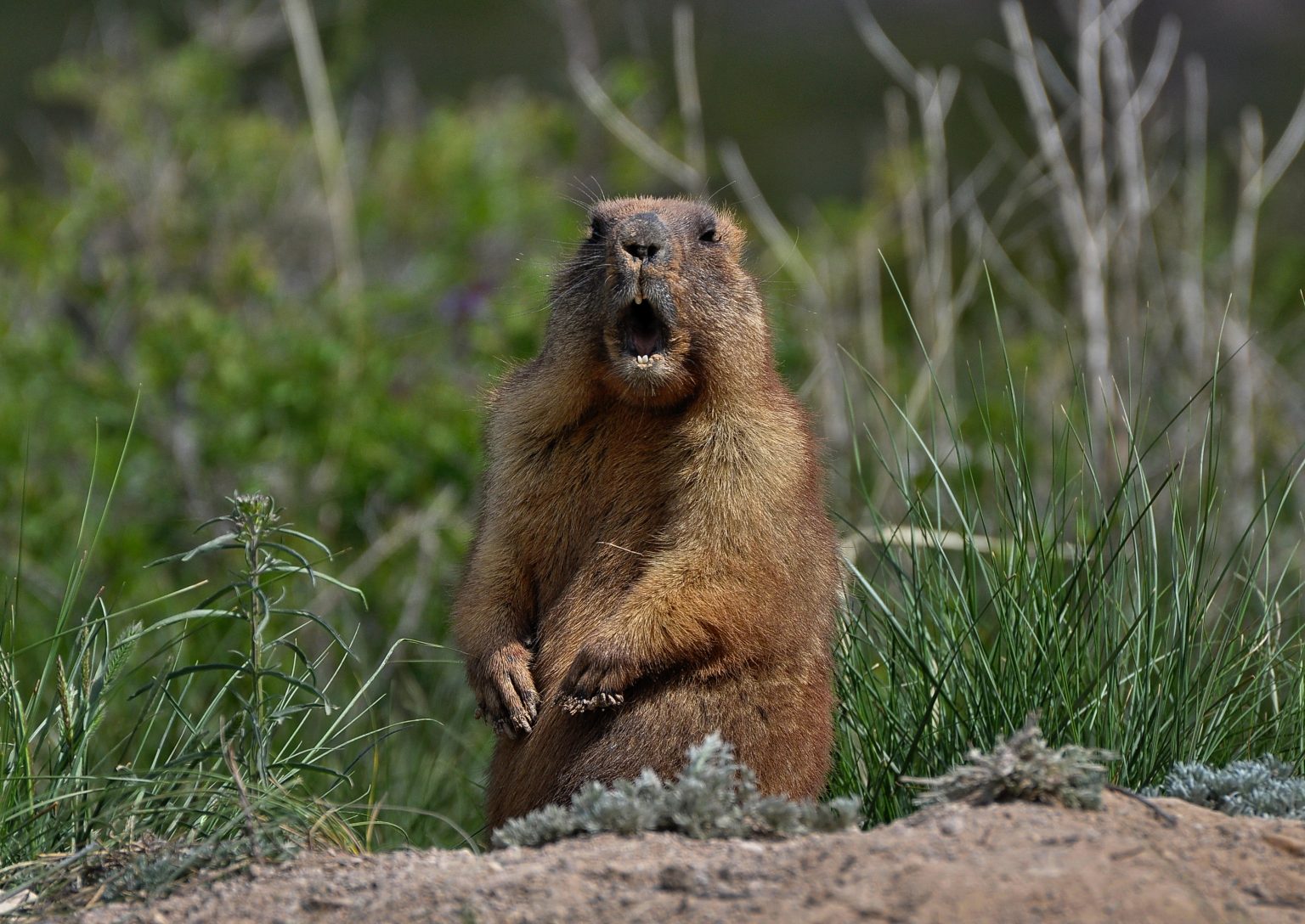 What Do Baby Groundhogs Eat - Katynel