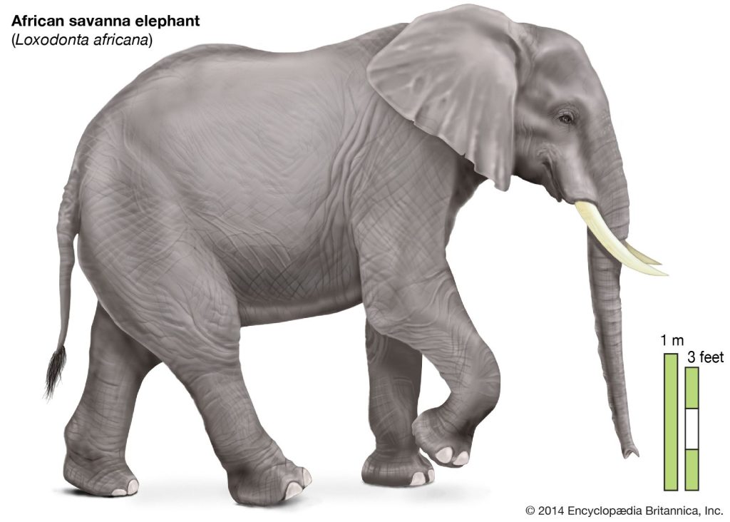 What Do Elephants Look Like - Katynel