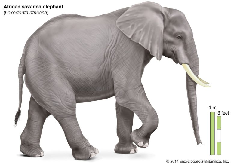 What Do Elephants Look Like
