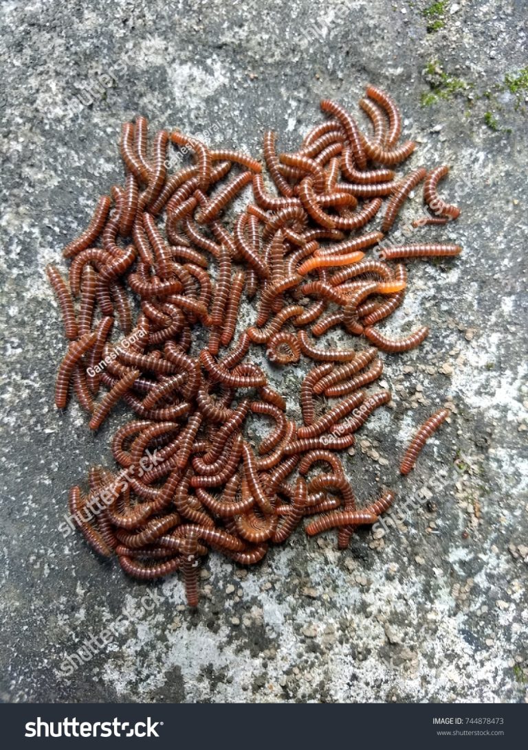 What Do Baby Earthworms Look Like