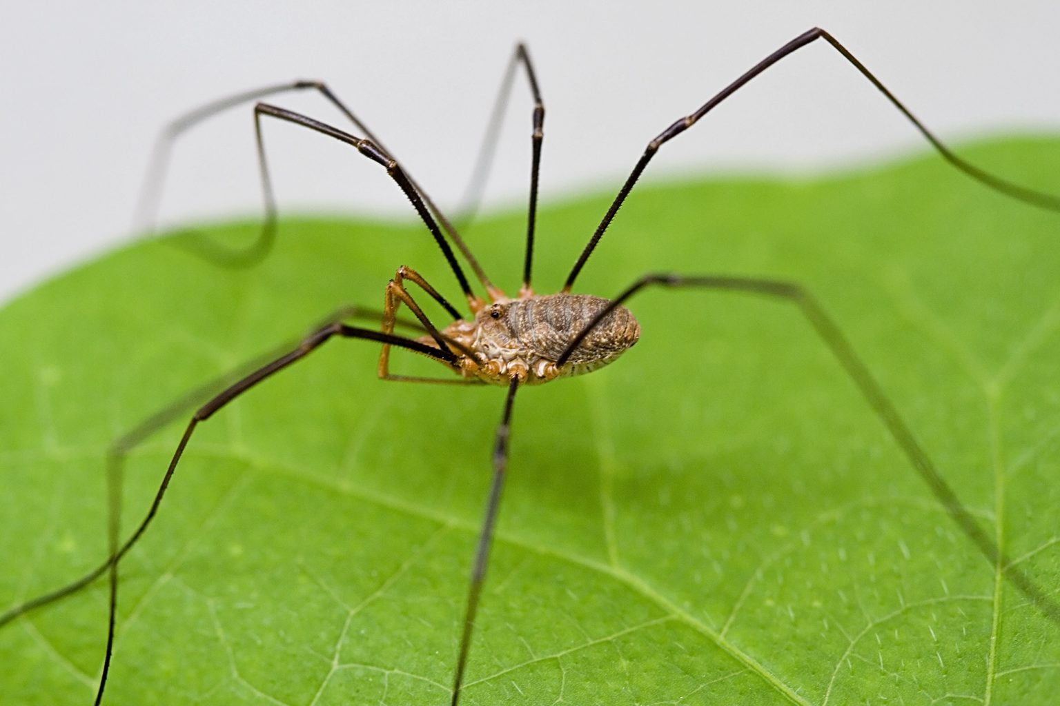 what-do-granddaddy-long-legs-eat-katynel