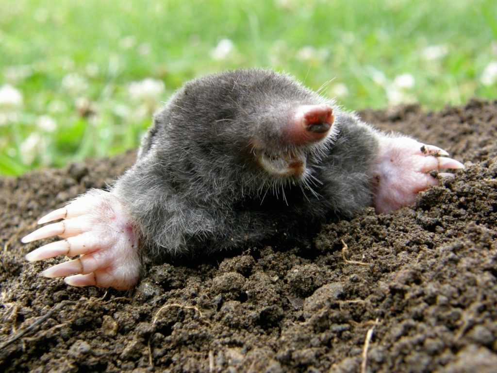 What Do Ground Moles Eat - Katynel