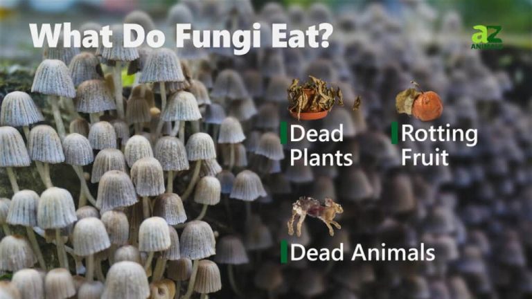 What Do Fungi Eat