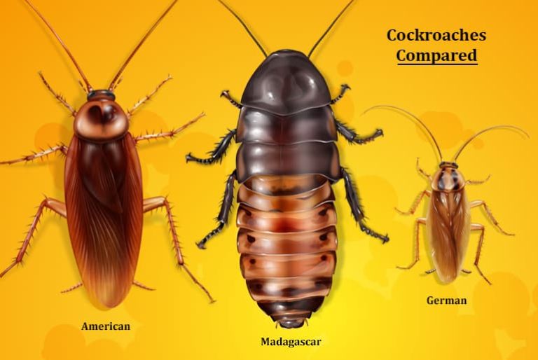 What Do Madagascar Hissing Cockroaches Eat
