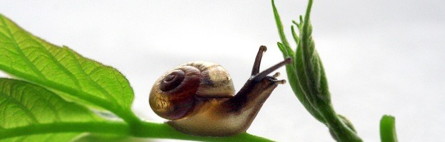What Do Land Snails Eat