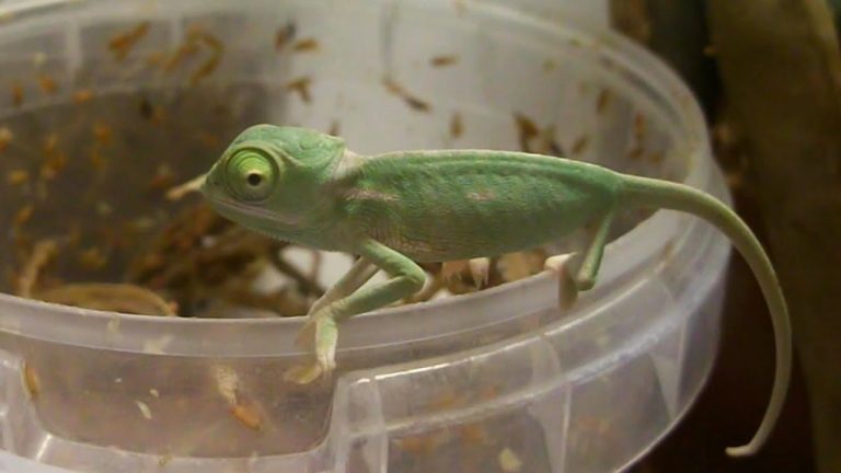What Do Baby Chameleons Eat