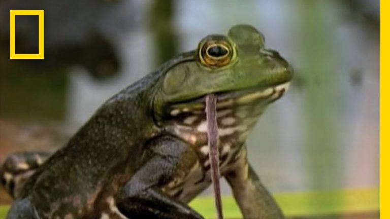 What Do American Bullfrogs Eat