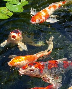 Do You Stop Feeding Pond Fish in Winter