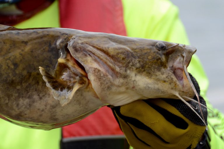 What Do Flathead Catfish Eat