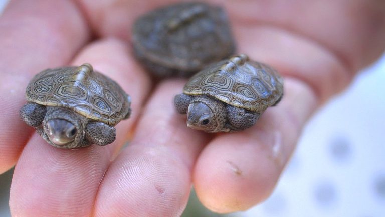 What Do Baby Turtles Look Like