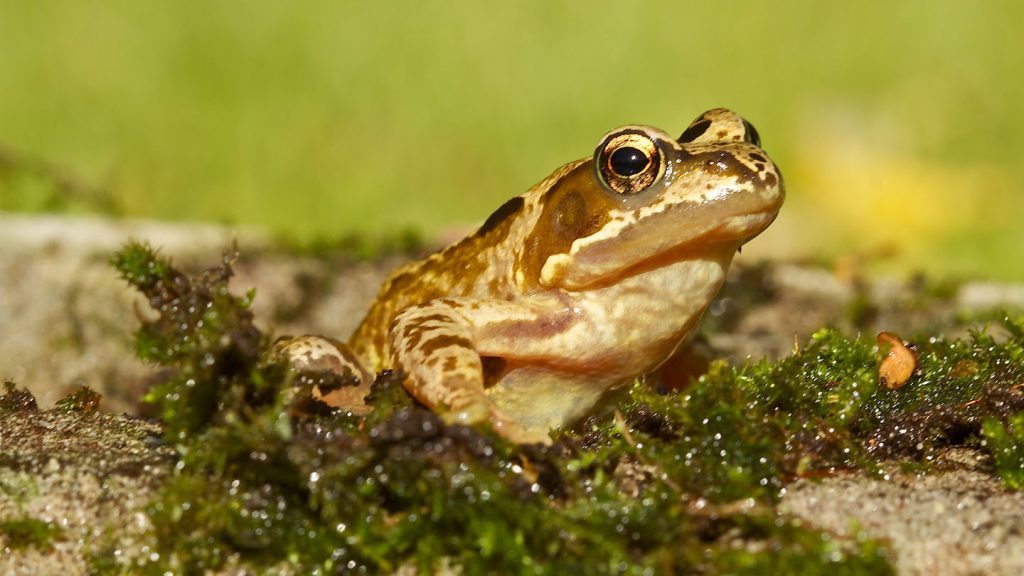 Do Frogs Eat Pond Plants Katynel