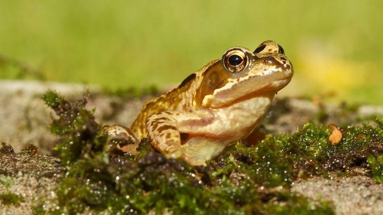 Do Frogs Eat Pond Plants