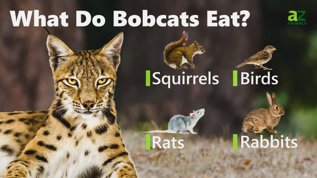 What Do Bobcats Eat - Katynel