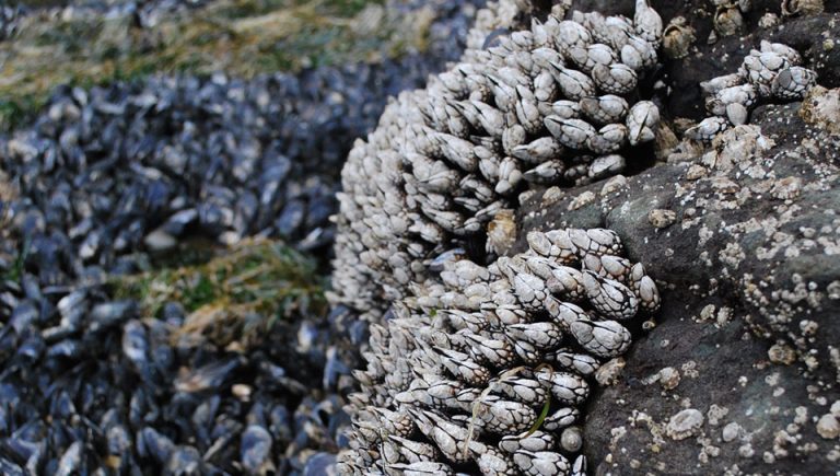 What Do Barnacles Look Like