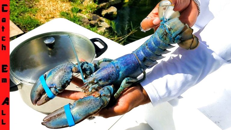 What Do Blue Lobsters Eat
