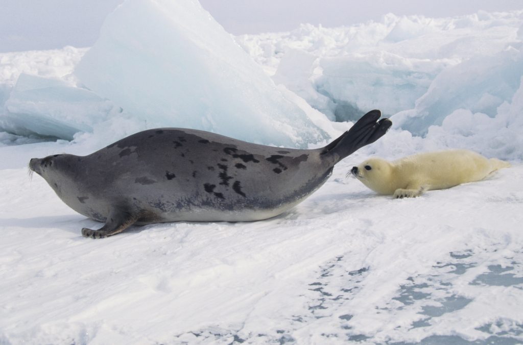 What Do Harp Seals Eat - Katynel