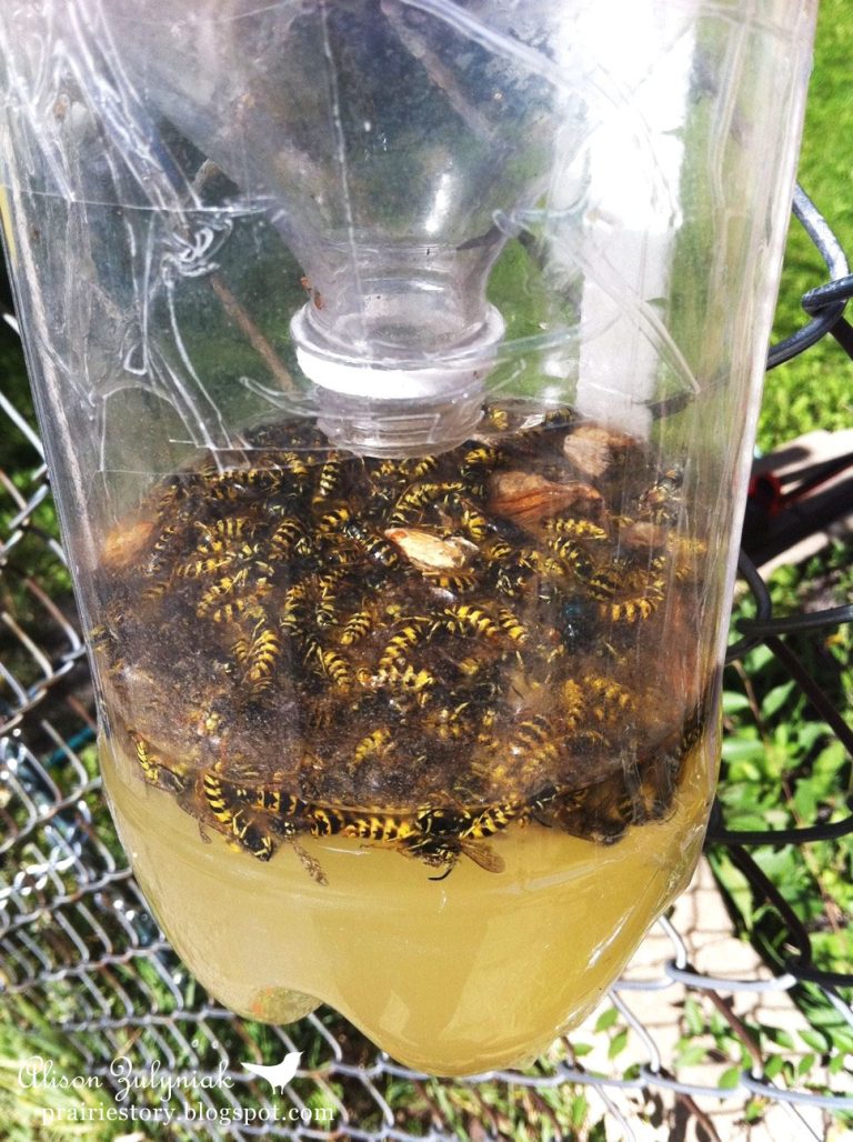 How to Make a Homemade Bee Trap