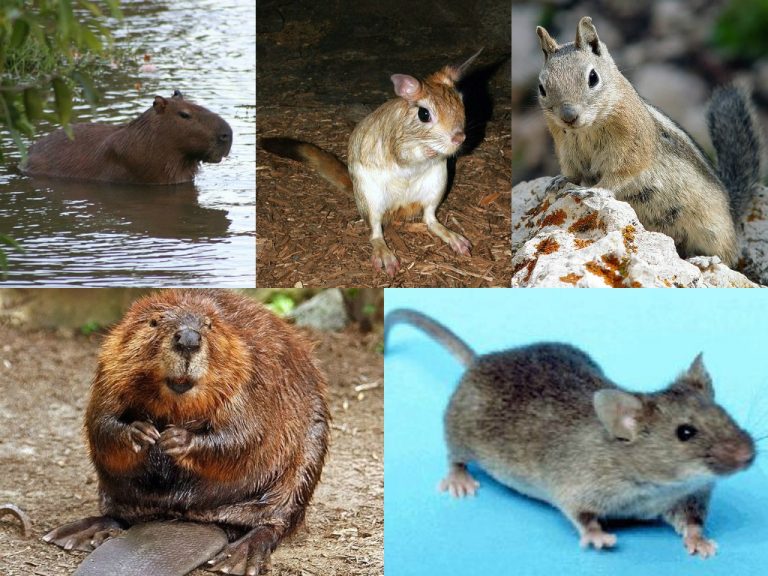How Many Species of Rodent is There