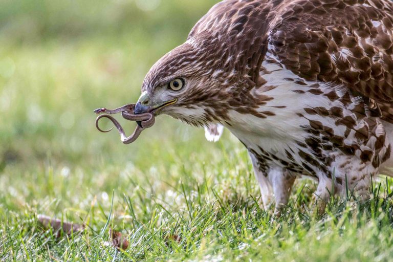 How Often Does a Red Tailed Hawk Eat