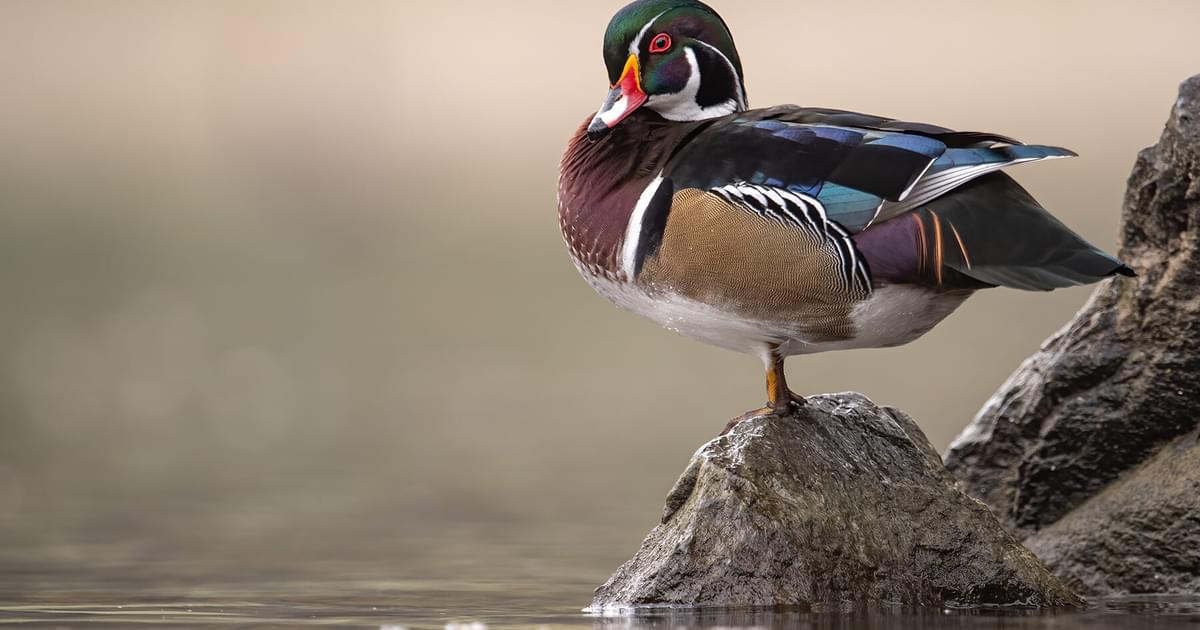 What Do Baby Wood Ducks Eat Katynel