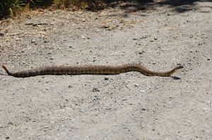 What Do Baby Rattlesnakes Eat - Katynel