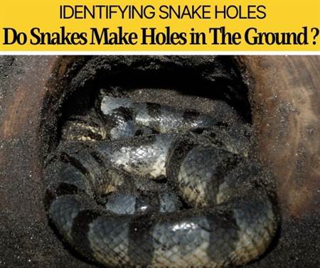 How Do Snakes Make Holes