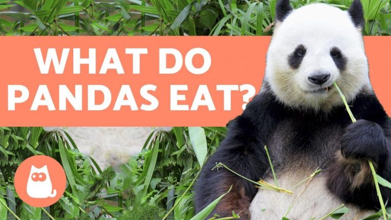 What Do Baby Pandas Eat