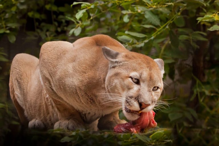 What Do Cougars Eat