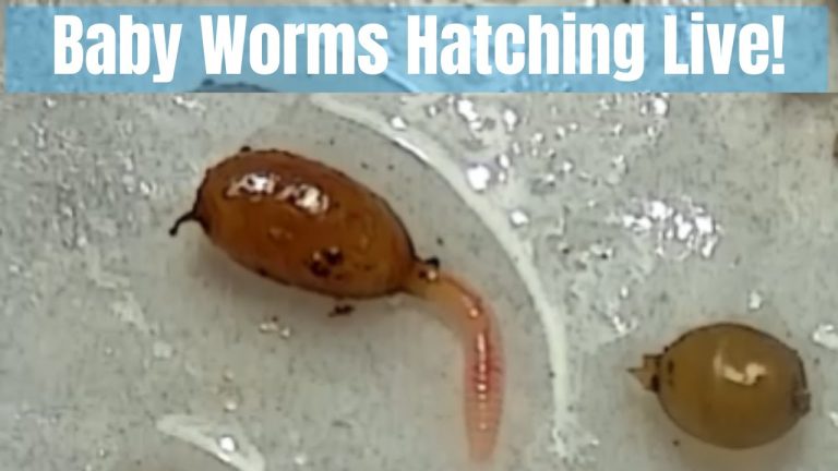 What Do Baby Worms Look Like