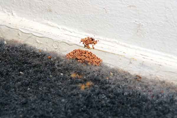 What Do Drywood Termites Look Like