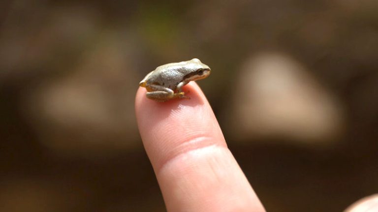 What Do Baby Frogs Look Like