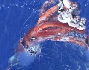 What Do Colossal Squid Eat - Katynel