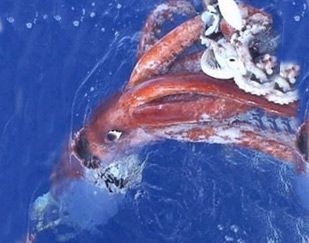 What Do Colossal Squid Eat