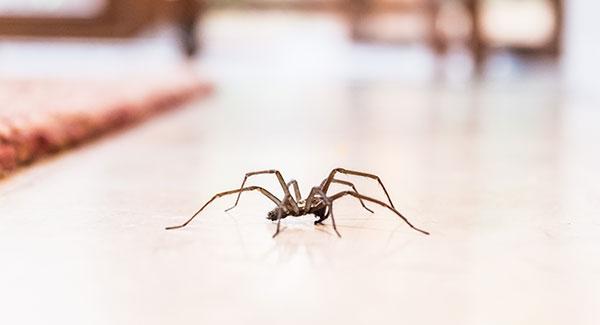 Do Spiders Like Clean Or Dirty Houses