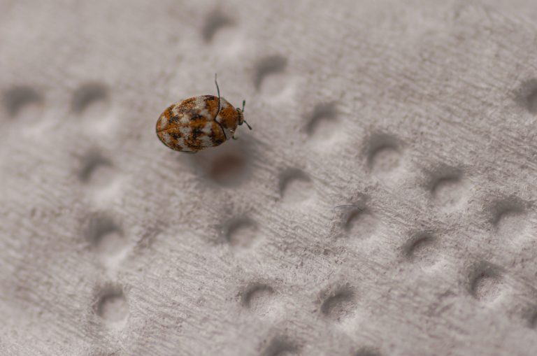 What Do Carpet Bugs Look Like
