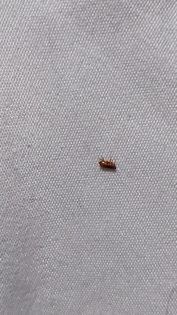 What Do Dead Fleas Look Like Katynel