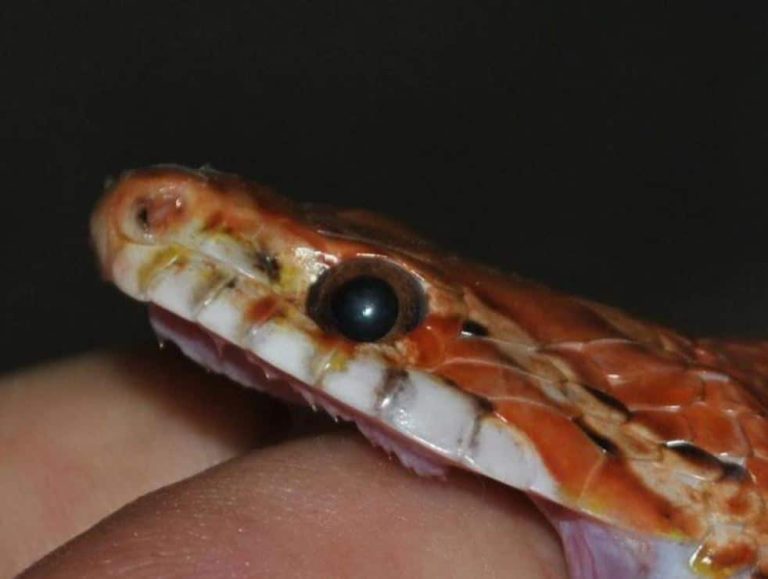 Do Corn Snakes Have Fangs