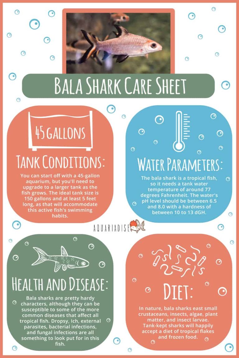 What Do Bala Sharks Eat