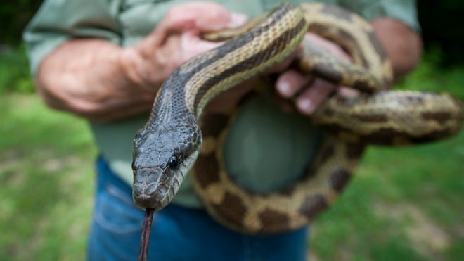 How to Keep Snakes Away from Wood Piles