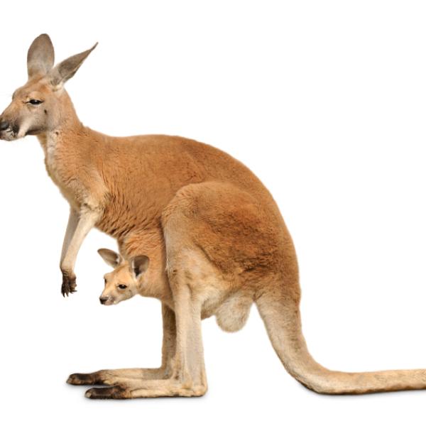 What Do Kangaroos Look Like