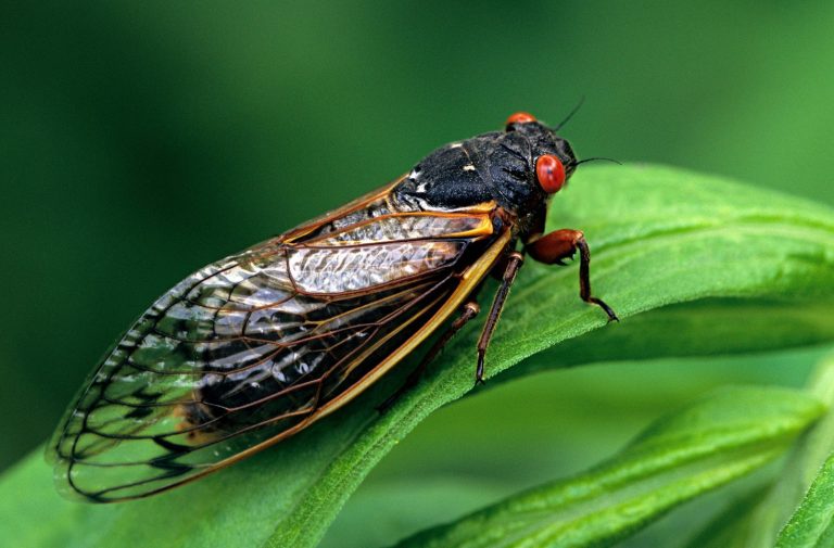 What Do Cicadas Look Like