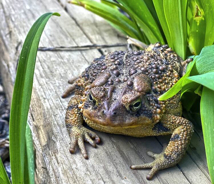 What Do Garden Toads Eat