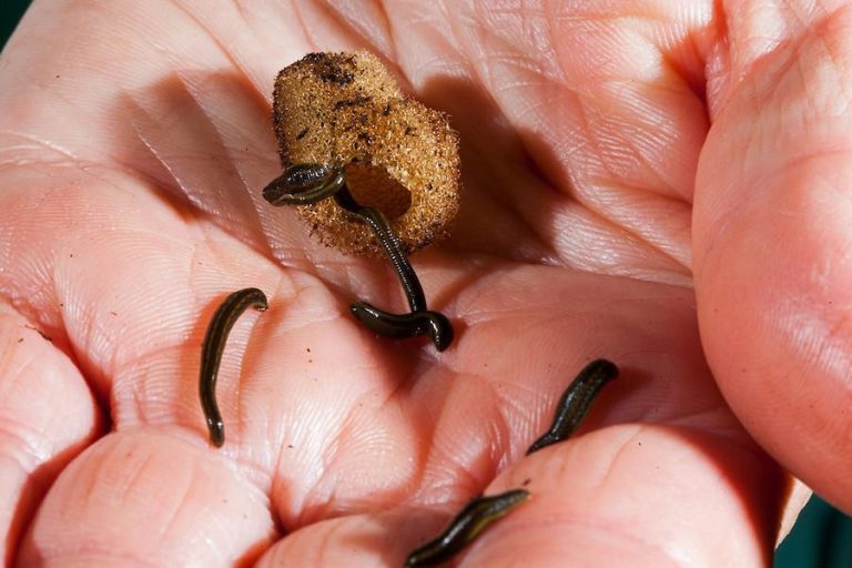 What Do Baby Leeches Look Like