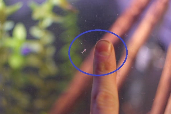 What Do Baby Shrimp Look Like